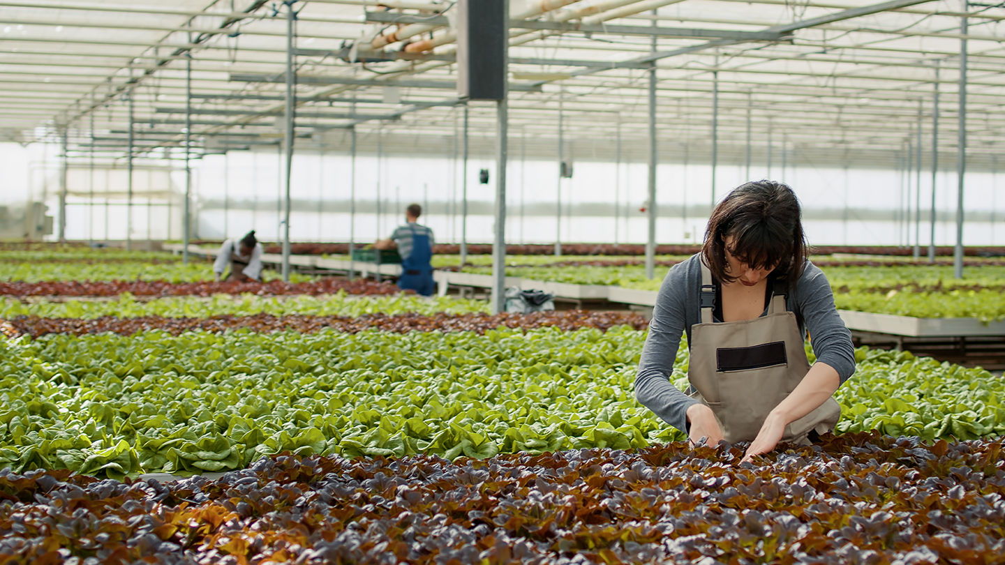 Revolutionizing the Farming Industry With Iron Ox