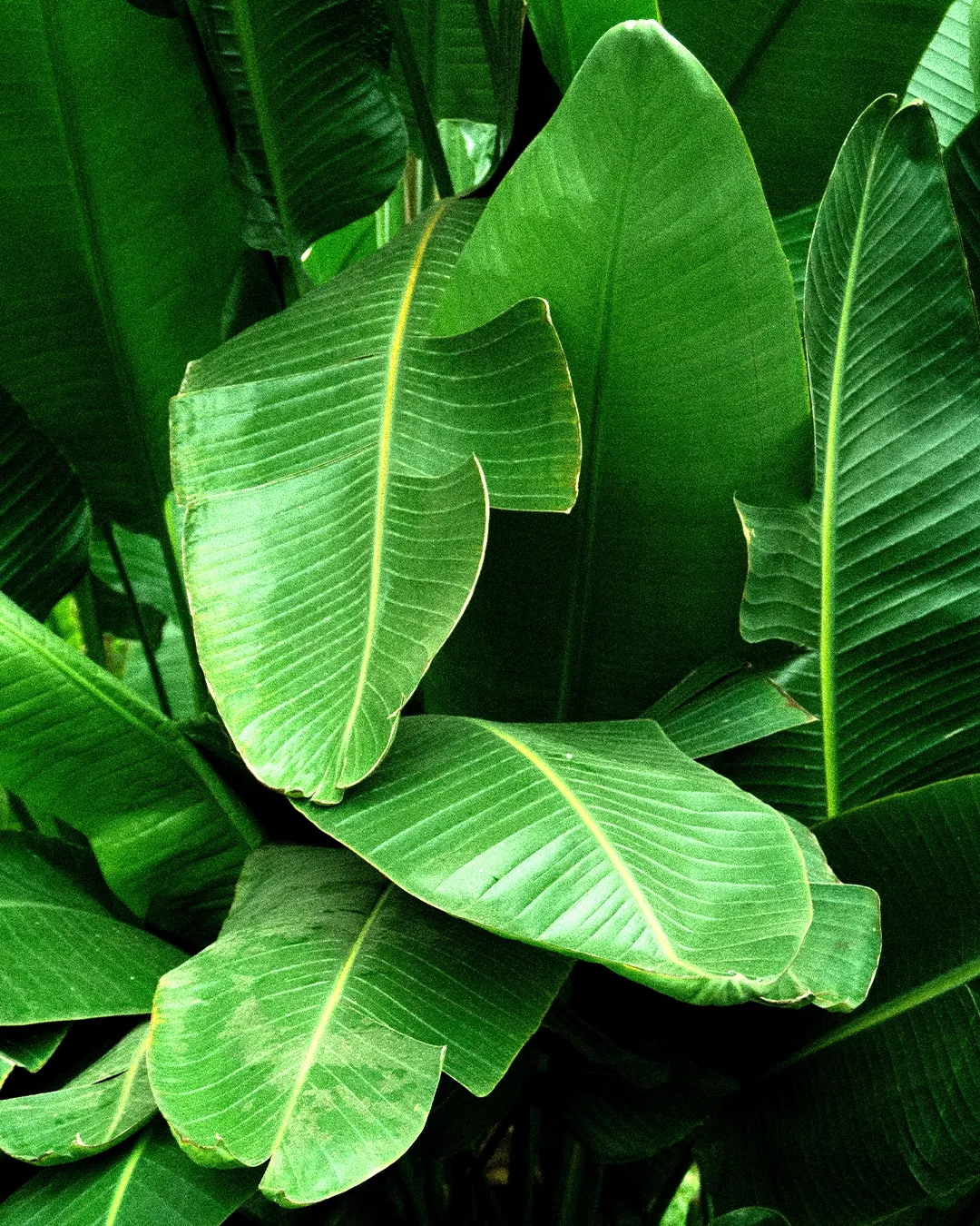 Weaving Sustainability from Banana Waste -  Bananatex®