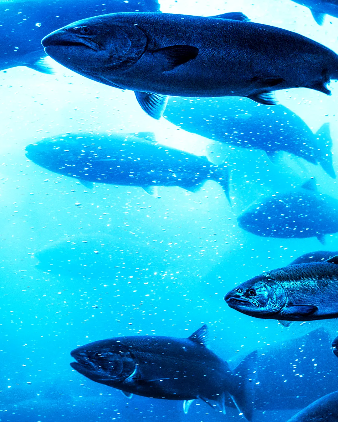 The Expanding eFishery, a company that makes life easier