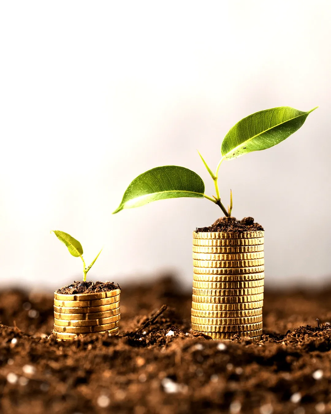 Unlocking the Secrets: Halal Investing 101 with Amal Invest