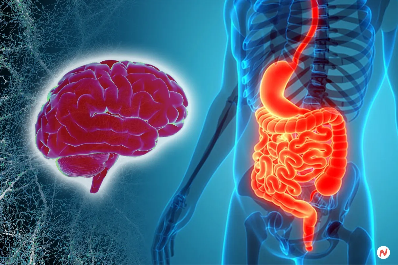 Decoding the Gut-Brain Link: How Your Gut Feelings Are More Than Just a Hunch