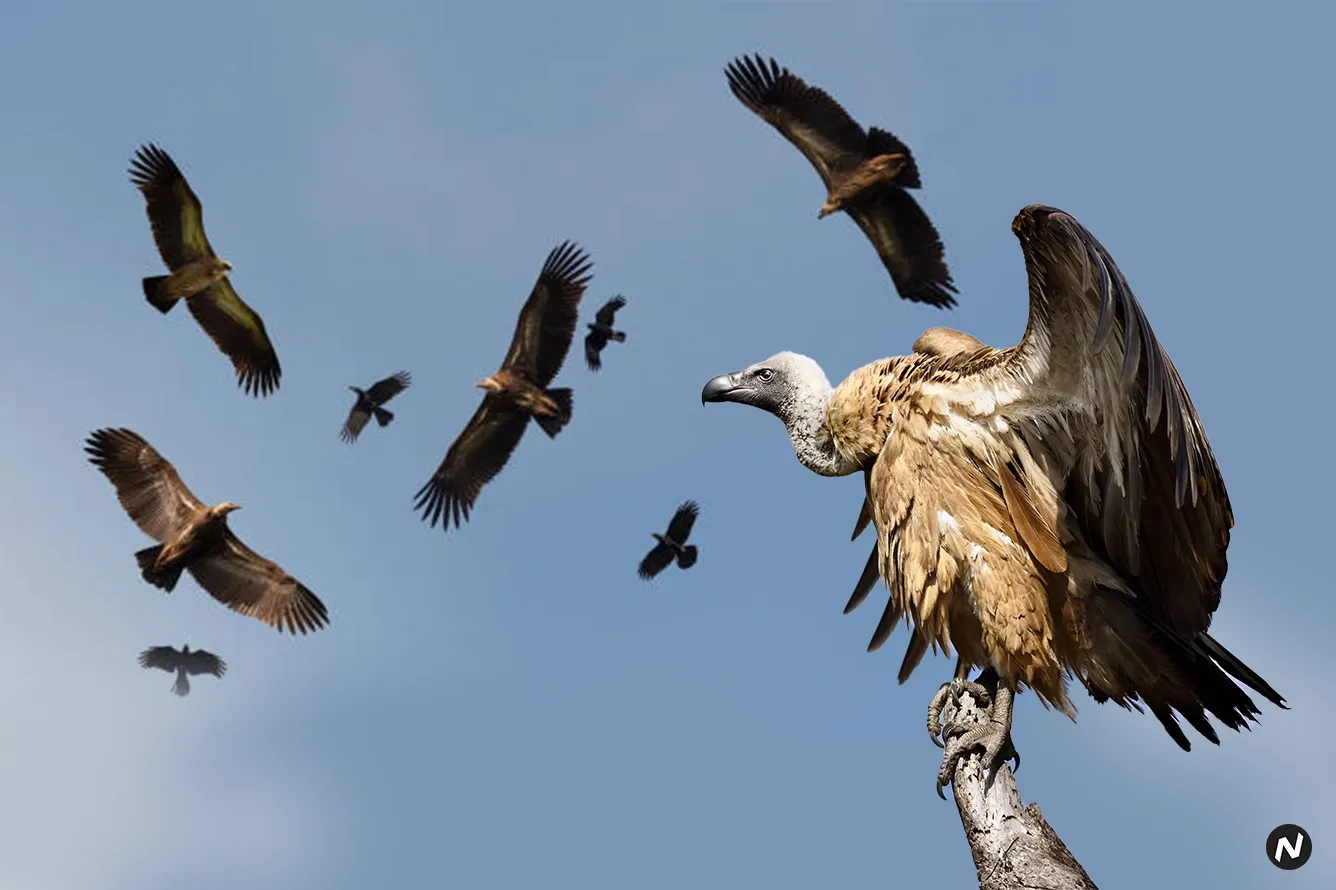 Vulture Decline Linked to Half Million Premature Deaths in India, Study Finds